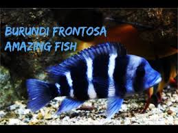 6 Bar Frontosa Cichlid Amazing Fish