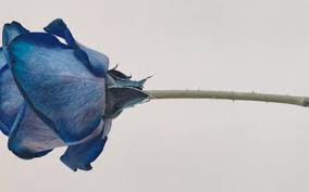 secret meaning of blue rose unveiled