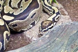 Reticulated Pythons As Pets A Complete Guide With Pictures