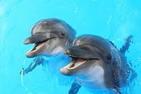 seal show in dubai dolphinarium 2024