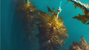 Image result for Seaweed