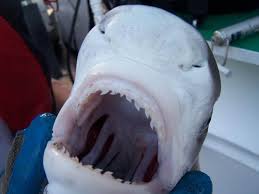How many teeth do tiger sharks have? Wednesday Fish Facts Galeocerdo Cuvier Tiger Shark Fly Life Magazine