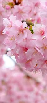 I have worked in a lot of nursing fields. Pink Sakura Bloom Flowers Spring Beautiful 1125x2436 Iphone 11 Pro Xs X Wallpaper Background Picture Image