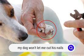 help my dog won t let me cut his nails