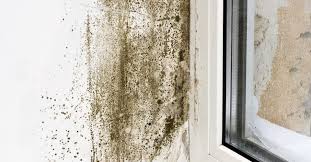 What You Need To Know About Mold And Mildew
