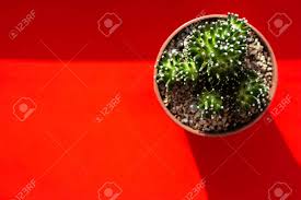 6 years ago | 15 views. Beautiful Green Prickly Cozy Cactus In Flower Small Pot On Bright Stock Photo Picture And Royalty Free Image Image 158246186
