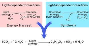 Photosynthesis Definition Reaction