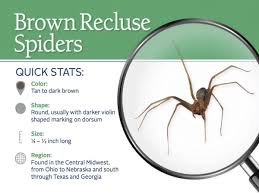 Brown Recluse Spiders In Texas