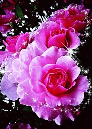 beautiful flowers pink roses glitter