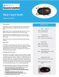 black carpet beetle insects limited