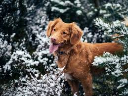Safe Temperature For Dogs Summer Winter Healthy Paws