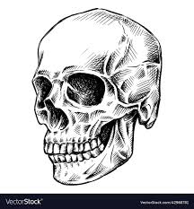 side view skull hand drawn royalty free