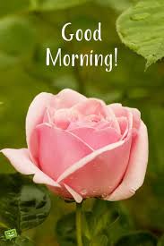 A nice good morning flower gif images photos pic for whatsapp. Good Morning Wish On Picture With Rose Flower