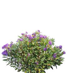 Correa alba (white correa) is a hardy and versatile native shrub. Victoria