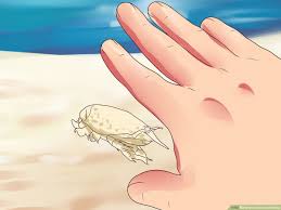 how to catch sand crabs 10 steps with