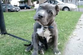 That way, they become more tolerant and patient with them, who will appear less intimidating. The Cutest Blue Nose Pitbull Puppies Videos