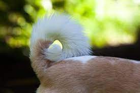 dogs lose hair on their tails