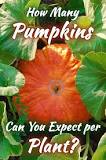 How many pumpkins will one plant produce?