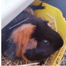 how to make toys for guinea pigs the