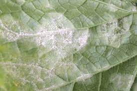 powdery mildew techniques and
