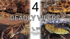 4 deadly vipers venomous snakes
