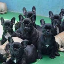 In 2015 and third in australia in. French Bulldog For Sale Craigslist Las French Bulldog Puppies For Sale Facebook