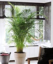 The Best Low Maintenance Indoor Plants