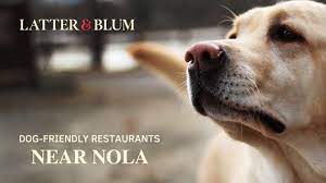 dog friendly restaurants near nola