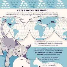 The Average Lifespan Of A Cat Breed By Breed Chart Petcarerx