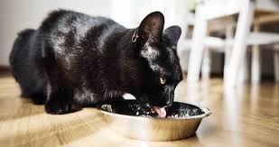 best cat food for kidney disease 8