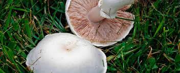 Just as we have an issue eating some mushrooms, so do chickens. Meadow Mushroom Missouri Department Of Conservation