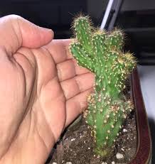 I also have san pedro cacti so i very strongly do not believe these are the same but they do bare the closest resemblance. Can Someone Help Me Identify My Mystery Cactus Cactus