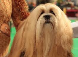I do not have sling or fubo. Westminster Kennel Club Dog Show 2021 Schedule And Updates