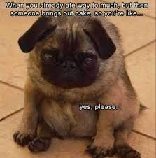 This page is about cute fat dogs memes,contains 101 best funny dog memes to make you laugh all day,43 pug jokes for all dog lovers (the best pug puns),pin on funny. 50 Funniest Fat Dog Memes On The Internet Guaranteed To Lol