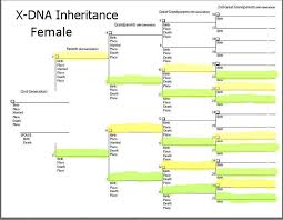 Matts Genealogy Blog X Dna Inheritance And What It Tells You