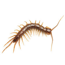 Centipedes Hometeam Pest Defense