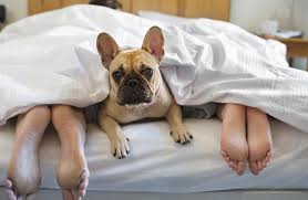 Pets Sleep With You Dog Sleeping In Bed
