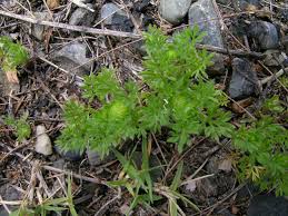 tips for controlling ly lawn burweed
