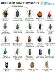 types of beetles in hshire with pictures