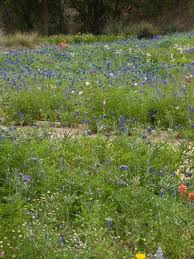 why you should sow wildflower seeds