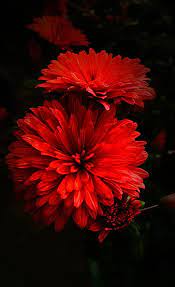 Red Flower Live Nature Love Nature