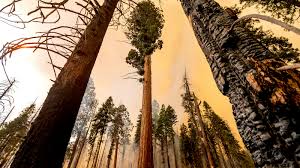 can immortal sequoias survive the
