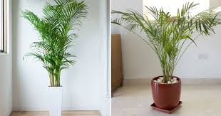 Indoor Palm Trees To Improve Your Decor