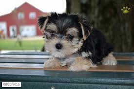 Find morkie puppies in canada | visit kijiji classifieds to buy, sell, or trade almost anything! Morkie Puppy For Sale In Ohio Morkie Puppies Yorkie Poo Puppies Puppies