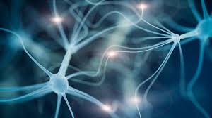 Un cerebro sano fabrica nuevas neuronas durante toda la vida
