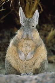 The viscacha looks much like a rabbit due to convergent evolution. A Herbivorous Viscacha Puffs Up Against The Sharp Desert Cold So Cute Cute Animals Animals Animals Beautiful