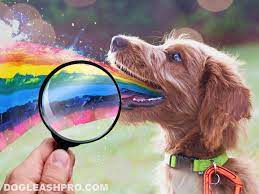 dog vomit color guide dog leash pro