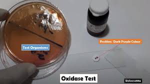 oxidase test introduction principle