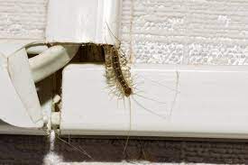 House Centipedes 101 What To Know If