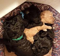 4 adorable loving miniature poodles